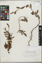 Foto von Salix glabra Scop. x Salix retusa L.